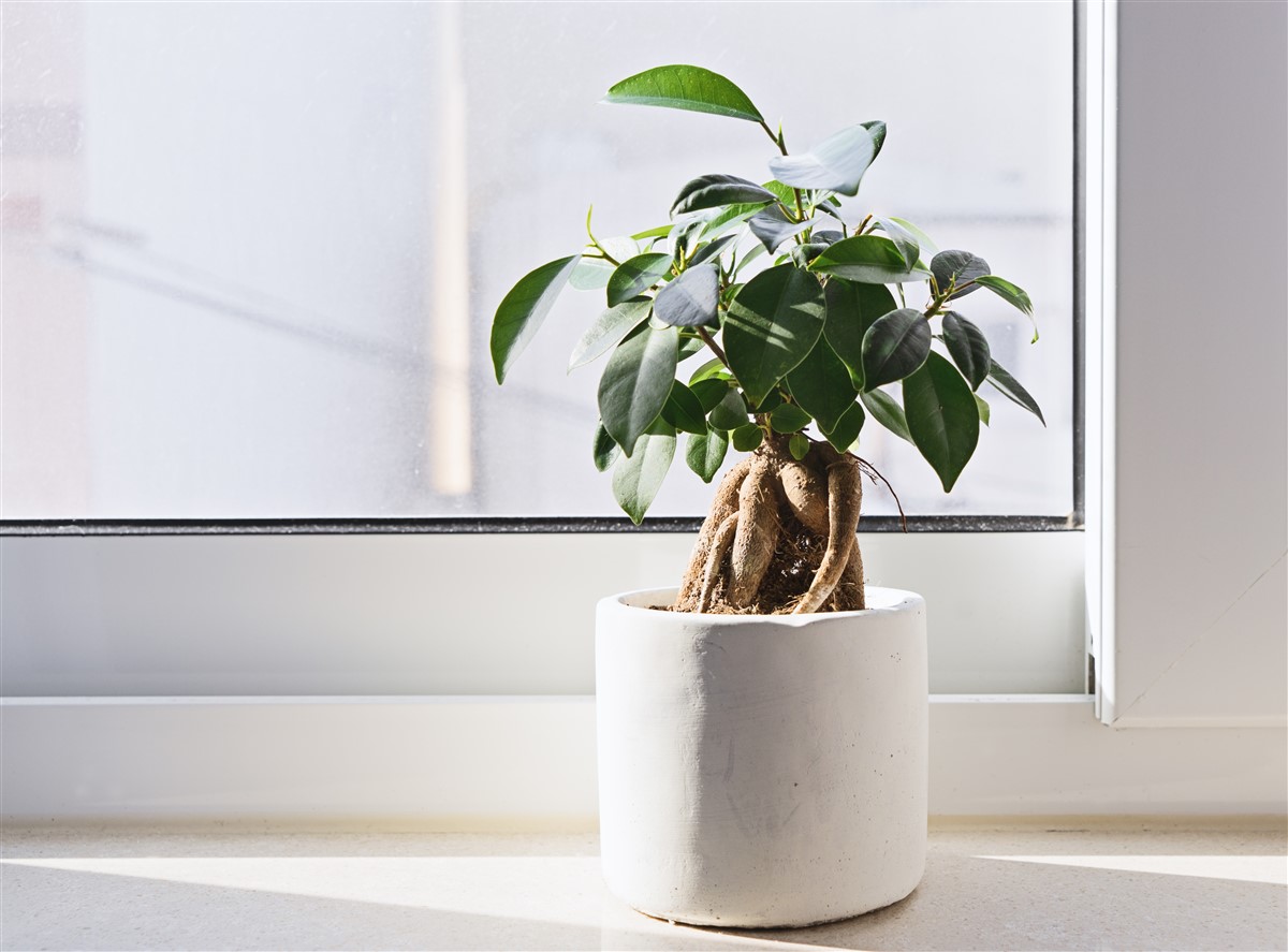 Entretien d'un ficus ginseng