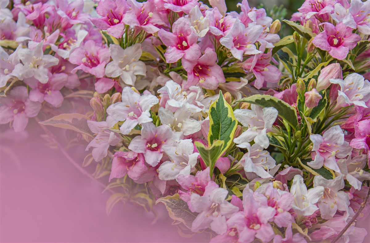 Plantation de weigela réussi en jardin