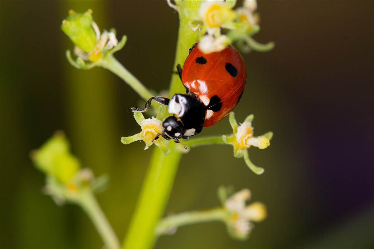 Stratégies de survie des coccinelles