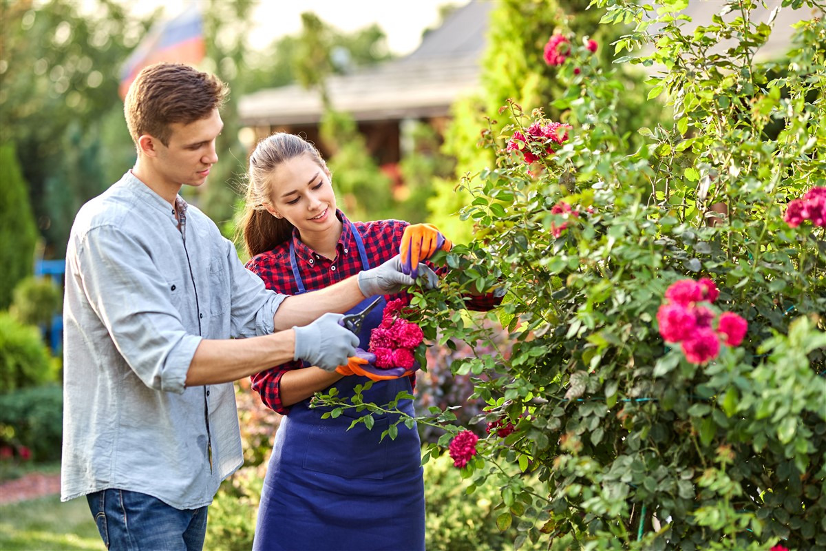 Techniques pour la bouture des rosiers