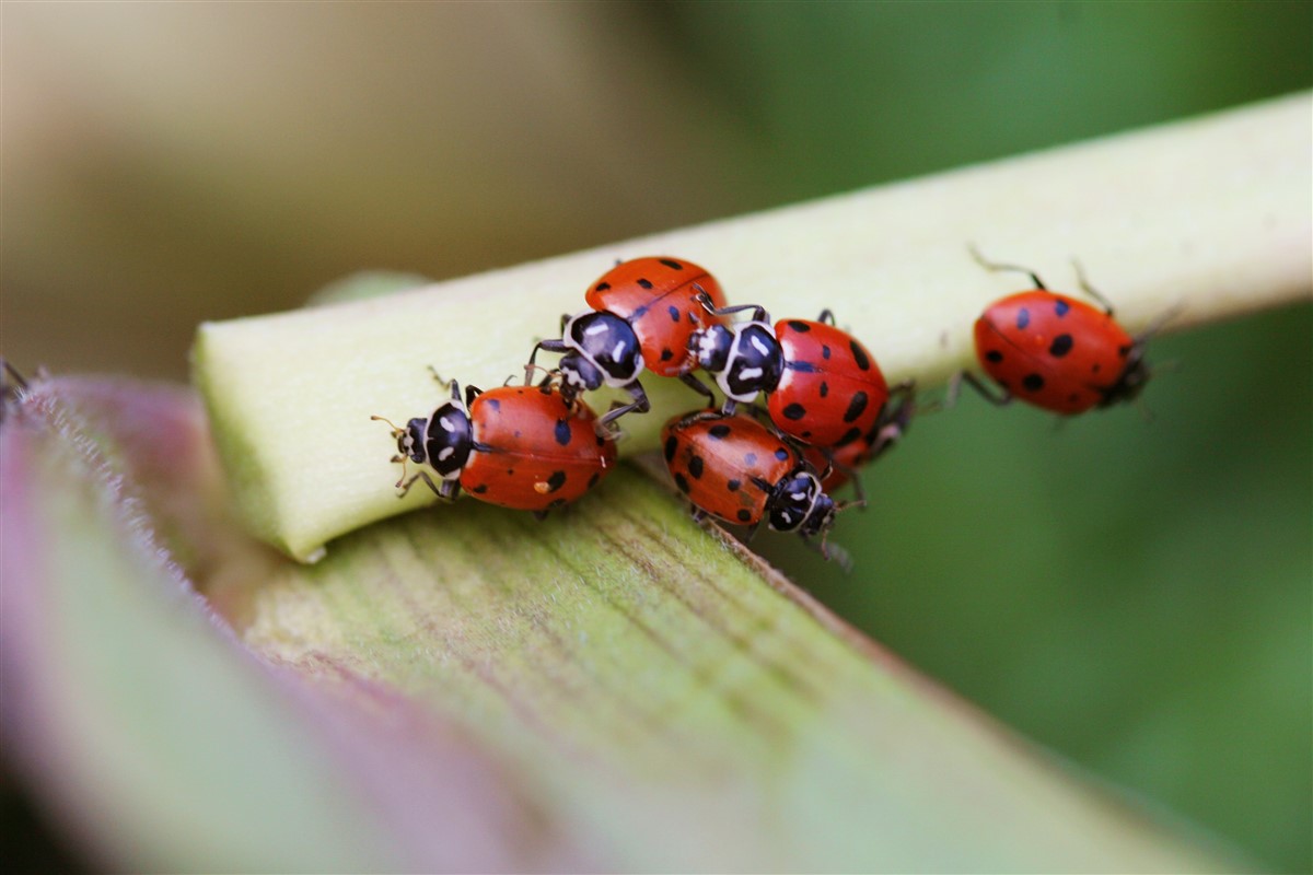 coccinelle