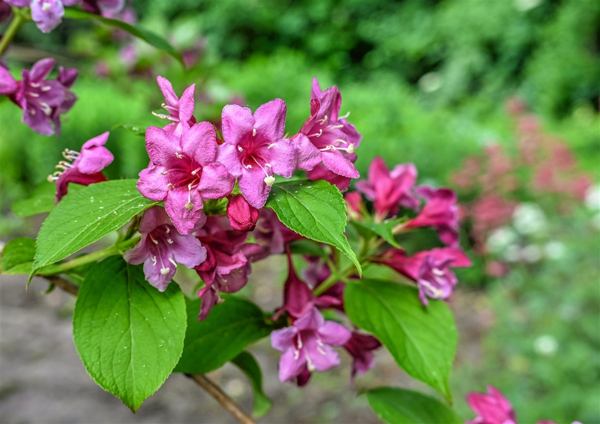 plantation de weigela