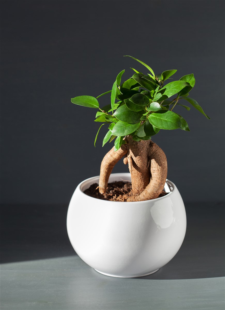 un ficus ginseng d'intérieur