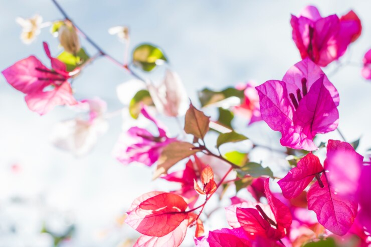 bougainvillier