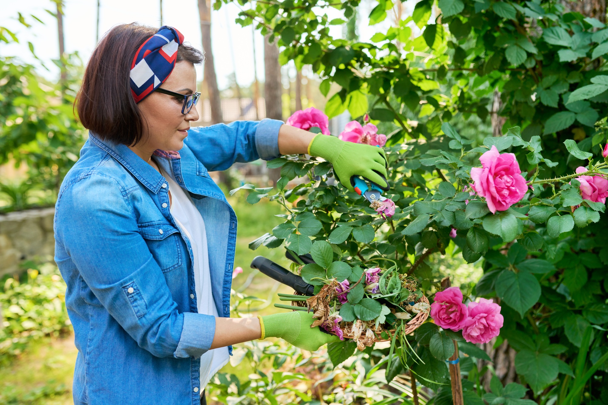 Woman gardener caring rose bush in backyard flower bed using garden pruner