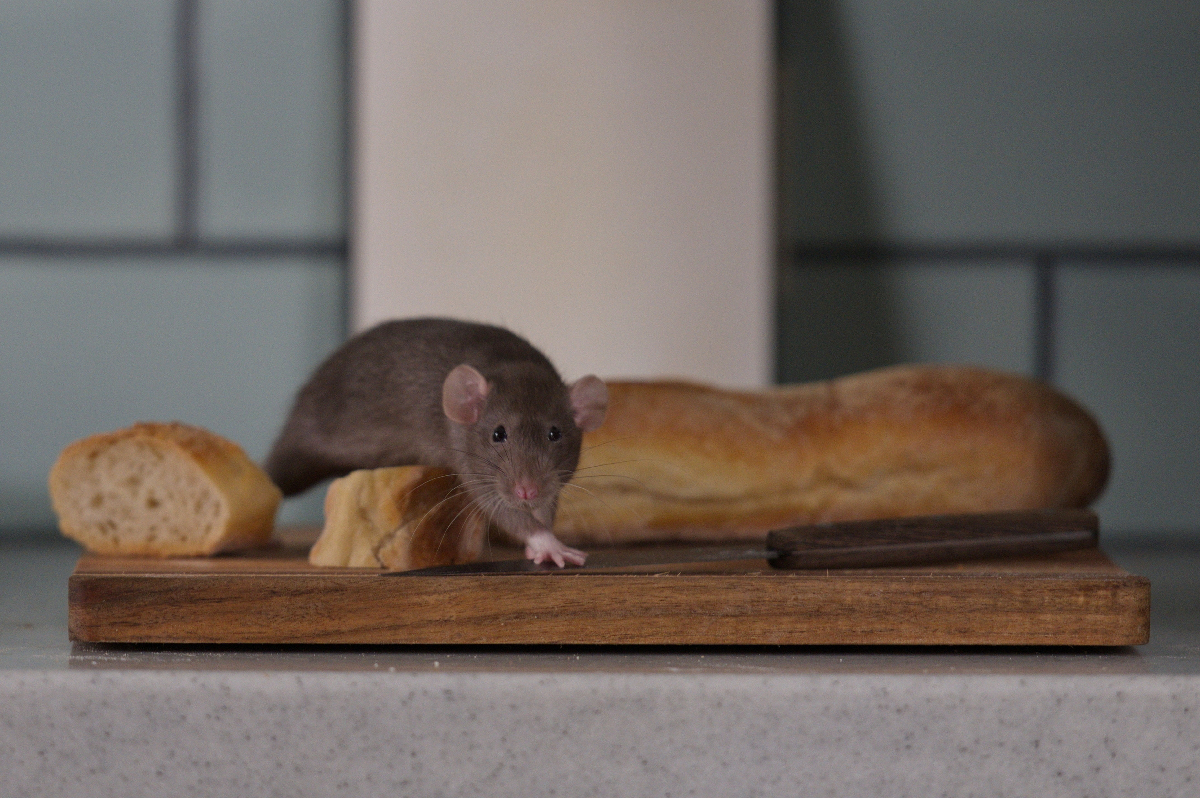 rongeurs habitat