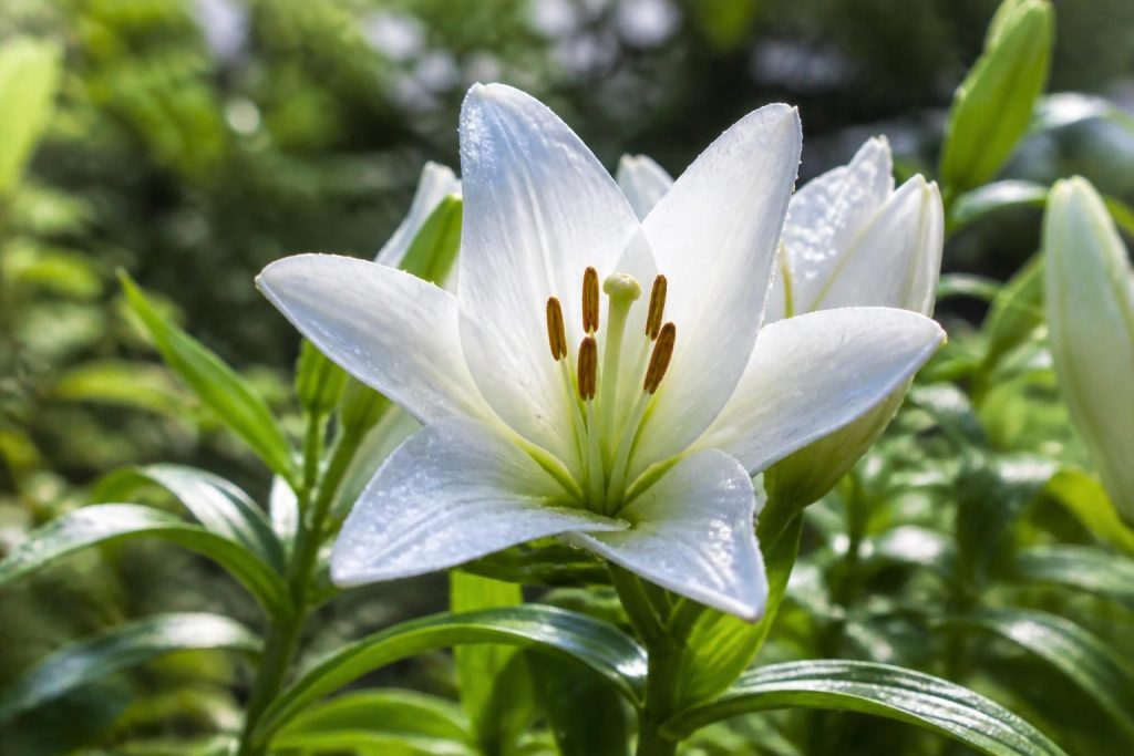 découvrez la symbolique profonde de la floraison du lys, un véritable emblème de pureté et de renouveau qui embellit jardins et traditions.