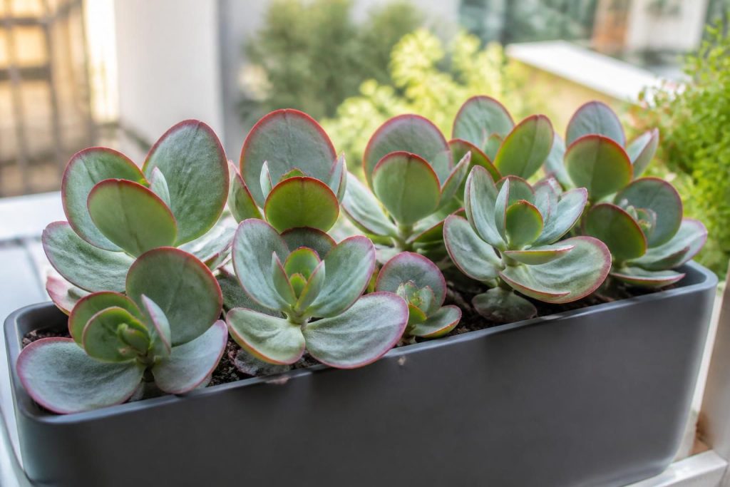 découvrez pourquoi la bouture du cotyledon orbiculata est idéale pour vos jardinières, grâce à sa facilité de propagation, sa beauté unique et sa résistance qui embellira vos espaces verts.